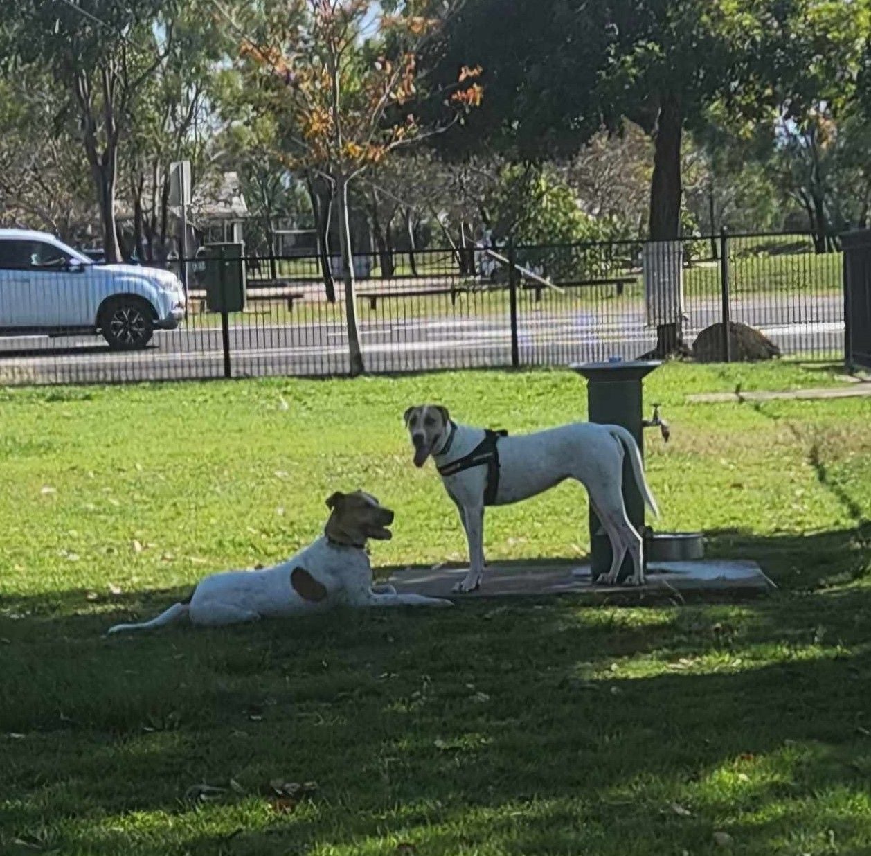 Success Story - Dipper & Mabel Success Story - Dipper & Mabel